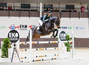 KWPN, Wałach, 12 lat, 168 cm, Ciemnogniada