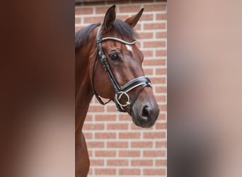 KWPN, Wałach, 12 lat, 170 cm, Ciemnogniada