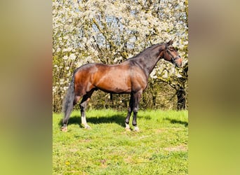 KWPN, Wałach, 12 lat, 170 cm, Gniada
