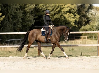 KWPN, Wałach, 12 lat, 170 cm, Kara