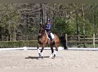 KWPN, Wałach, 12 lat, 173 cm, Gniada