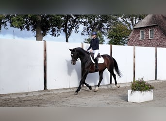 KWPN, Wałach, 12 lat, 174 cm, Gniada