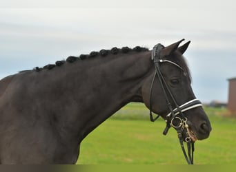 KWPN, Wałach, 12 lat, 175 cm, Kara