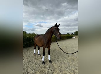 KWPN, Wałach, 13 lat, 170 cm, Ciemnogniada