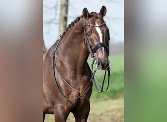 KWPN, Wałach, 13 lat, 170 cm, Gniada