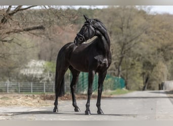 KWPN, Wałach, 13 lat, 173 cm, Kara