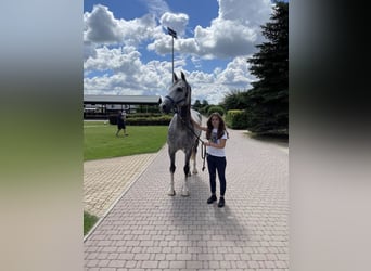 KWPN, Wałach, 13 lat, 173 cm, Siwa