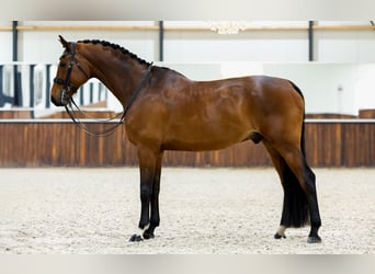 KWPN, Wałach, 13 lat, 174 cm, Gniada