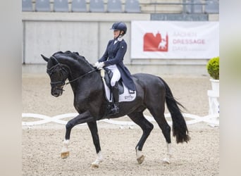 KWPN, Wałach, 13 lat, 174 cm, Kara