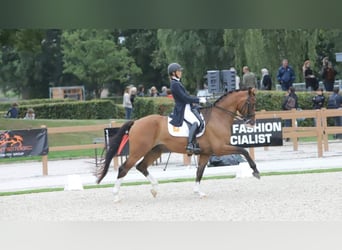 KWPN, Wałach, 13 lat, 175 cm, Gniada