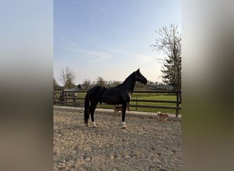 KWPN, Wałach, 14 lat, 168 cm, Kara