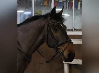 KWPN, Wałach, 14 lat, 170 cm, Gniada