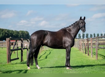 KWPN, Wałach, 14 lat, 170 cm, Kara