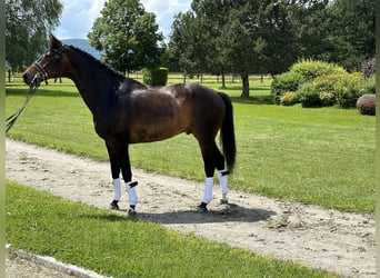 KWPN, Wałach, 14 lat, 173 cm, Ciemnogniada