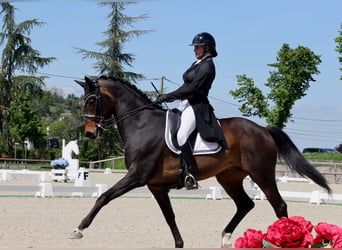 KWPN, Wałach, 14 lat, 173 cm, Ciemnogniada