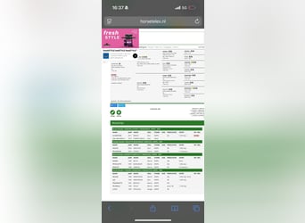 KWPN, Wałach, 14 lat, 181 cm, Siwa