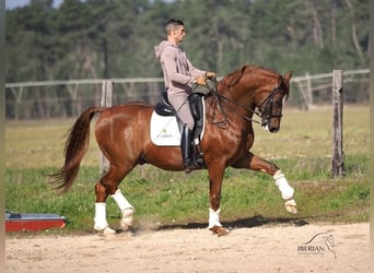 KWPN, Wałach, 15 lat, 167 cm, Kasztanowata