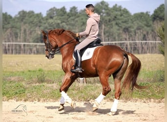 KWPN, Wałach, 15 lat, 167 cm, Kasztanowata