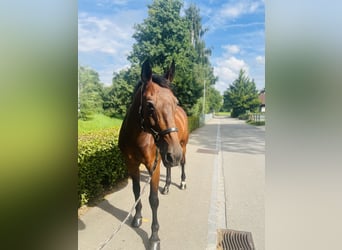 KWPN, Wałach, 15 lat, 168 cm, Gniada