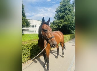 KWPN, Wałach, 15 lat, 168 cm, Gniada