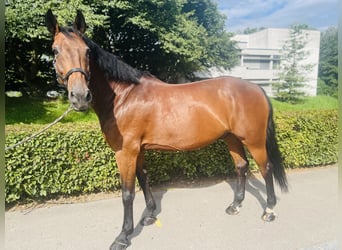 KWPN, Wałach, 15 lat, 168 cm, Gniada