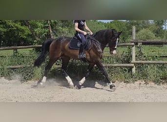 KWPN, Wałach, 15 lat, 172 cm, Skarogniada