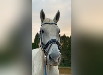 KWPN, Wałach, 15 lat, 180 cm