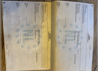 KWPN, Wałach, 16 lat, 163 cm, Skarogniada