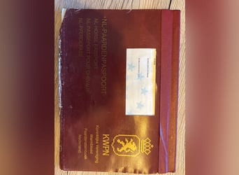 KWPN, Wałach, 16 lat, 163 cm, Skarogniada