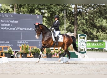 KWPN, Wałach, 16 lat, 173 cm, Ciemnogniada