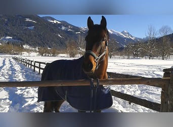 KWPN, Wałach, 16 lat, 173 cm, Gniada