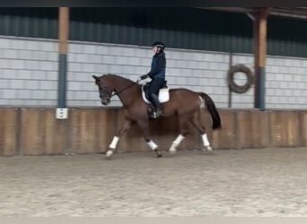 KWPN, Wałach, 17 lat, 172 cm, Ciemnokasztanowata