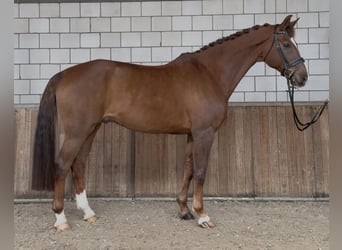 KWPN, Wałach, 17 lat, 172 cm, Ciemnokasztanowata