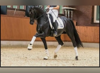 KWPN, Wałach, 18 lat, 173 cm, Kara