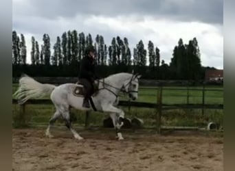 KWPN, Wałach, 19 lat, 168 cm, Siwa w hreczce