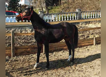 KWPN, Wałach, 2 lat, 155 cm, Gniada