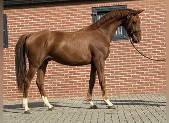 KWPN, Wałach, 2 lat, 160 cm, Ciemnokasztanowata