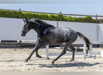 KWPN, Wałach, 2 lat, 160 cm, Siwa
