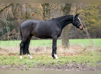 KWPN, Wałach, 2 lat, 164 cm, Ciemnogniada