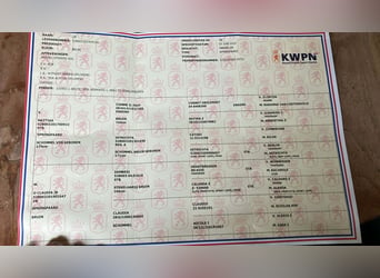 KWPN, Wałach, 2 lat, 164 cm, Gniada