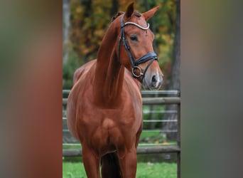 KWPN, Wałach, 2 lat, 164 cm, Kasztanowata