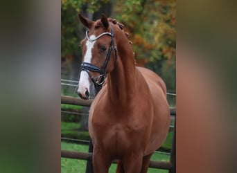 KWPN, Wałach, 2 lat, 167 cm, Kasztanowata
