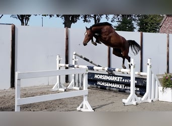 KWPN, Wałach, 3 lat, 156 cm, Gniada