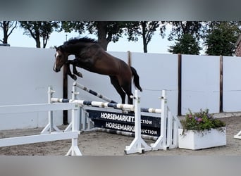 KWPN, Wałach, 3 lat, 157 cm, Ciemnokasztanowata