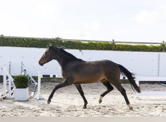 KWPN, Wałach, 3 lat, 159 cm, Gniada