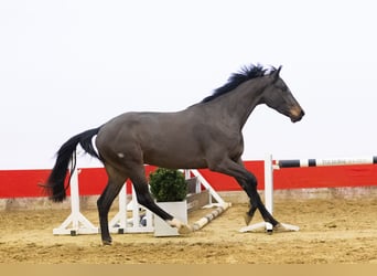 KWPN, Wałach, 3 lat, 159 cm, Gniada