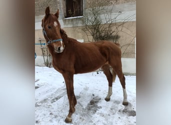 KWPN, Wałach, 3 lat, 160 cm, Kasztanowata