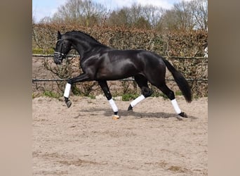 KWPN, Wałach, 3 lat, 163 cm, Kara