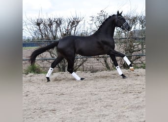 KWPN, Wałach, 3 lat, 163 cm, Kara