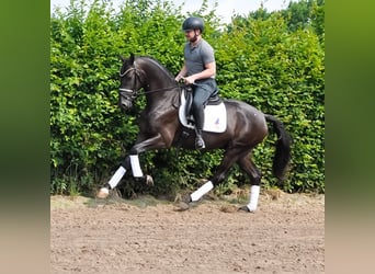 KWPN, Wałach, 3 lat, 163 cm, Kara